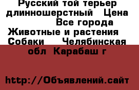 Русский той-терьер длинношерстный › Цена ­ 7 000 - Все города Животные и растения » Собаки   . Челябинская обл.,Карабаш г.